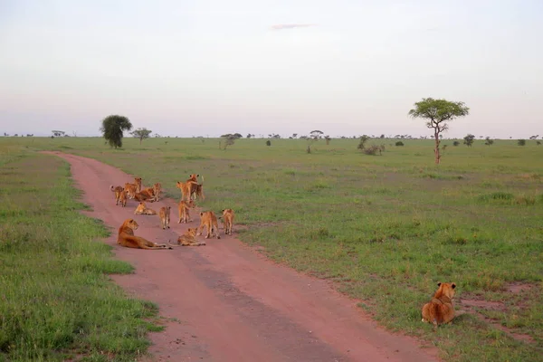 Afrika Savannah genç aslanlar 