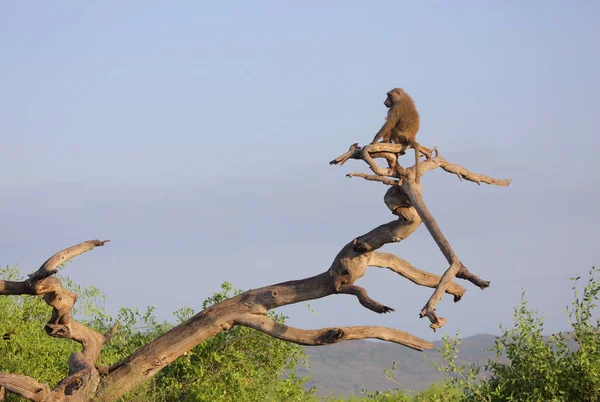 Affe Auf Baum Tansania Afrika — Stockfoto