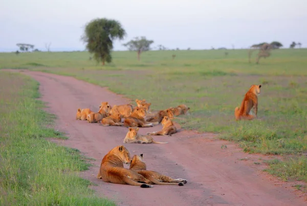 Leeuwen rustend op stoffige weg — Stockfoto