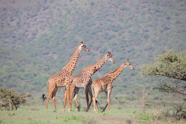 Grupo de jirafas jóvenes — Foto de Stock