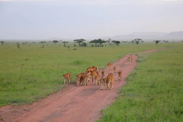 Üzerinde kuru manzara yürüyüş aslanlar