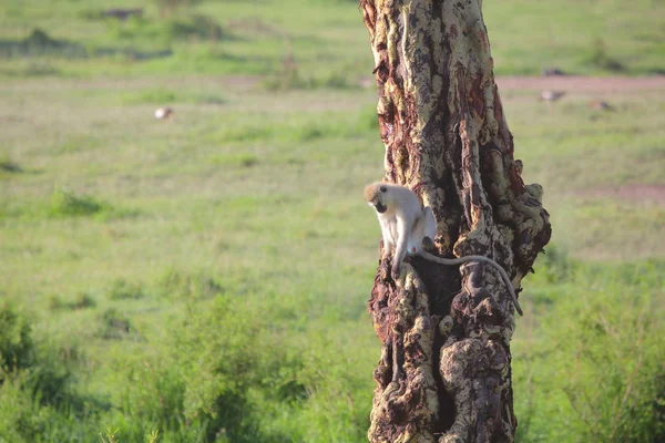 Macaco sentado na árvore — Fotografia de Stock