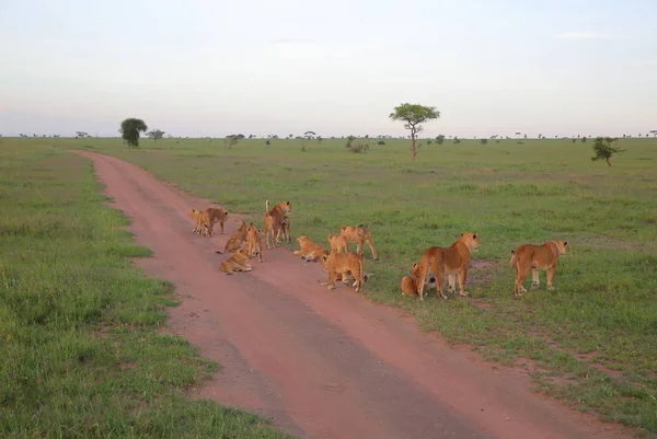 Afrika Savannah genç aslanlar 