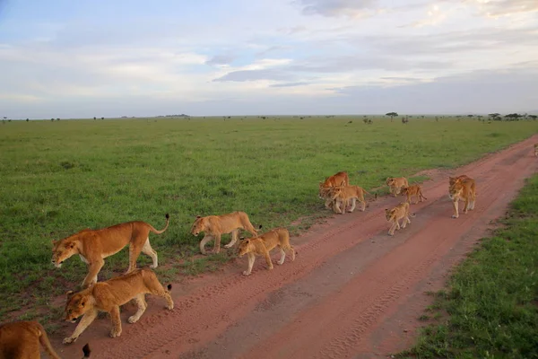 Trots van leeuwen in de Afrikaanse savanne — Stockfoto