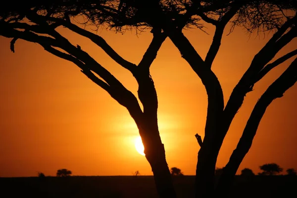 Afrika savana manzara — Stok fotoğraf