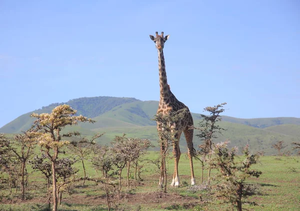 Giraff på etosha national park — Stockfoto