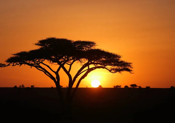 Afrika savana manzara