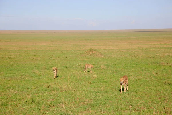 Afrika savanasında çitalar