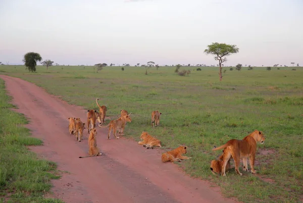 Afrika Savannah genç aslanlar 
