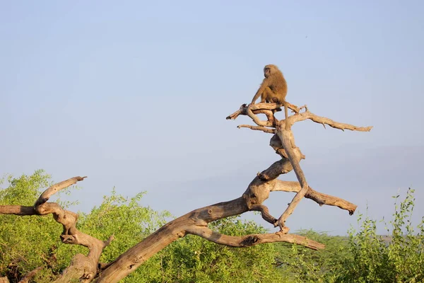 탄자니아 아프리카에서에서 나무에 원숭이 — 스톡 사진
