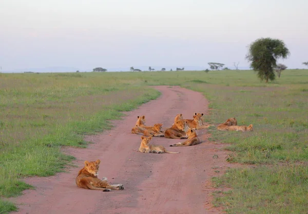 Grupo de leões na savana africana — Fotografia de Stock