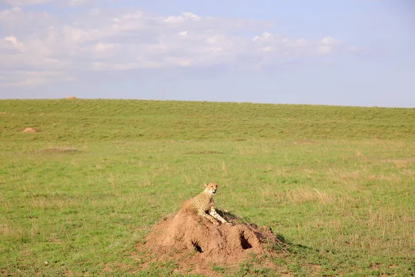 Cheetah à procura de presas — Fotografia de Stock