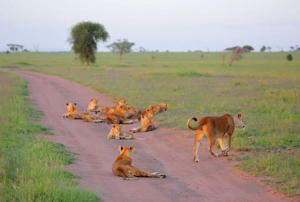 Groep van leeuwen in de Afrikaanse savanne — Stockfoto