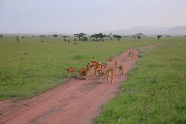 Leoni che camminano sul paesaggio asciutto — Foto Stock