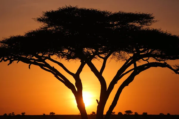 Paisagem em savana africana — Fotografia de Stock