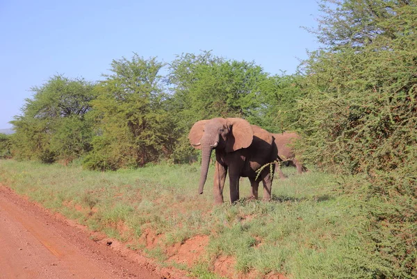 Стадо африканских слонов — стоковое фото