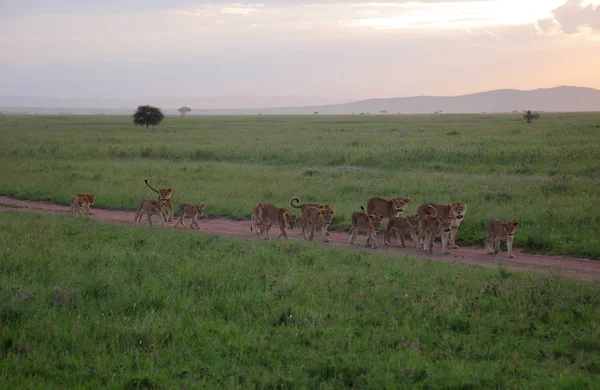 Leões em savana africana — Fotografia de Stock