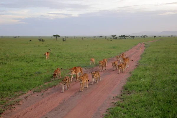 stock image pride of lions walking in african savannah