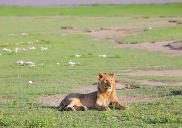 Löwe im Ngorongoro-Kraterpark — Stockfoto