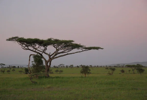 Пейзаж в африканской саванне — стоковое фото