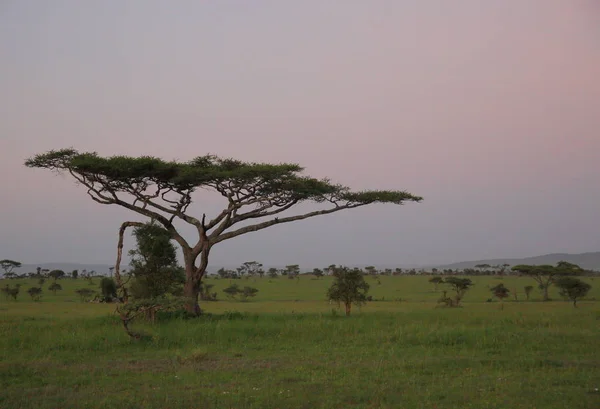 Afrika savana manzara — Stok fotoğraf