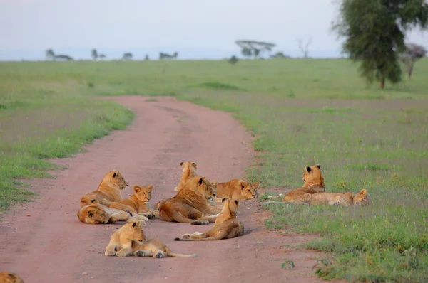 Группа диких львов — стоковое фото