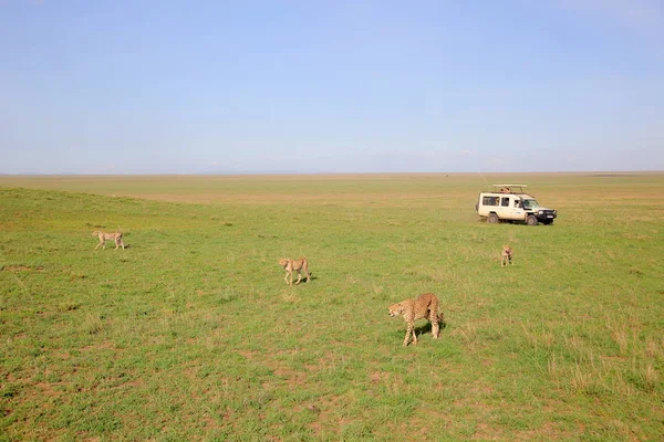 Fotógrafos disparando Cheetahs —  Fotos de Stock