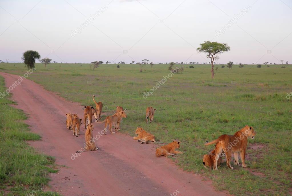 young lions in african savannah 