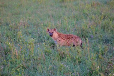 Afrika Savannah benekli sırtlan