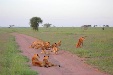 Afrika savana vahşi kediler