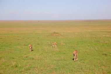 Afrika savanasında çitalar