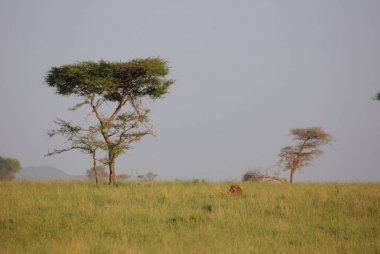 Otların arasında oturan aslan