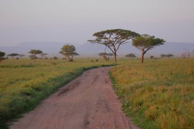 Afrika savana manzara