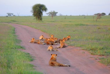 Grup Afrika Savannah aslan
