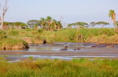 Nehre rahatlatıcı suaygırları