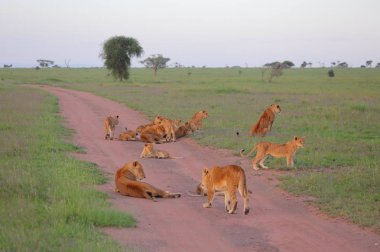 Afrika savana vahşi kediler