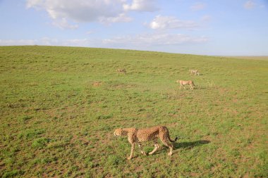 Afrika savanasında çitalar grubu