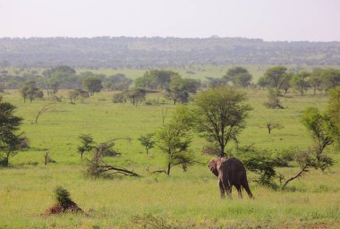 Vahşi fil görünümünü