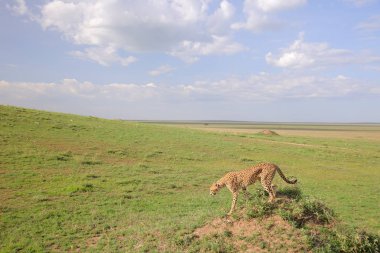 Çita çimlerin üzerinde dinleniyor.