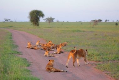 Tozlu yolda dinlenme aslanlar