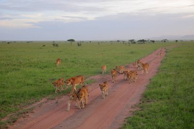Afrika savana yürüyüş aslan gurur