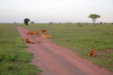 Afrika savana vahşi kediler
