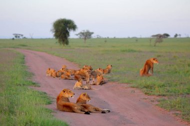 Tozlu yolda dinlenme aslanlar