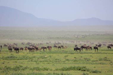 Texas'ın otlatma grup