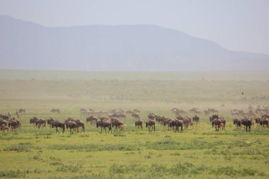 Texas'ın otlatma grup