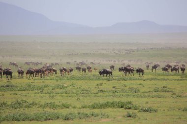 Texas'ın otlatma grup