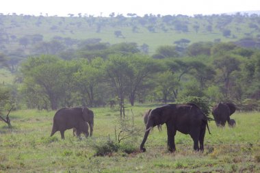Vahşi filler görünümünü