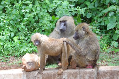 maymun Afrika Savannah