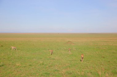 Young Cheetahs hunting 