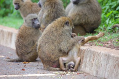 maymun Afrika Savannah